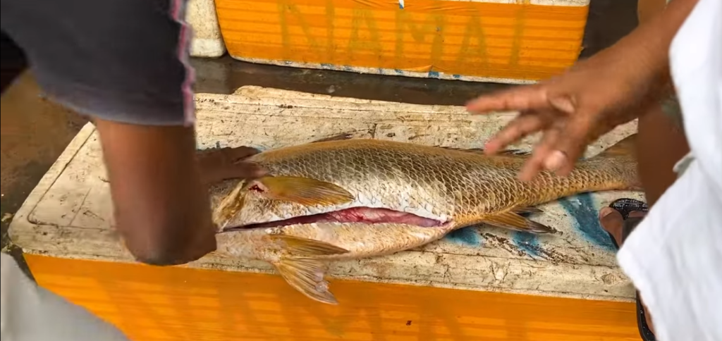 Pakistani Fisherman, Sowa Fish